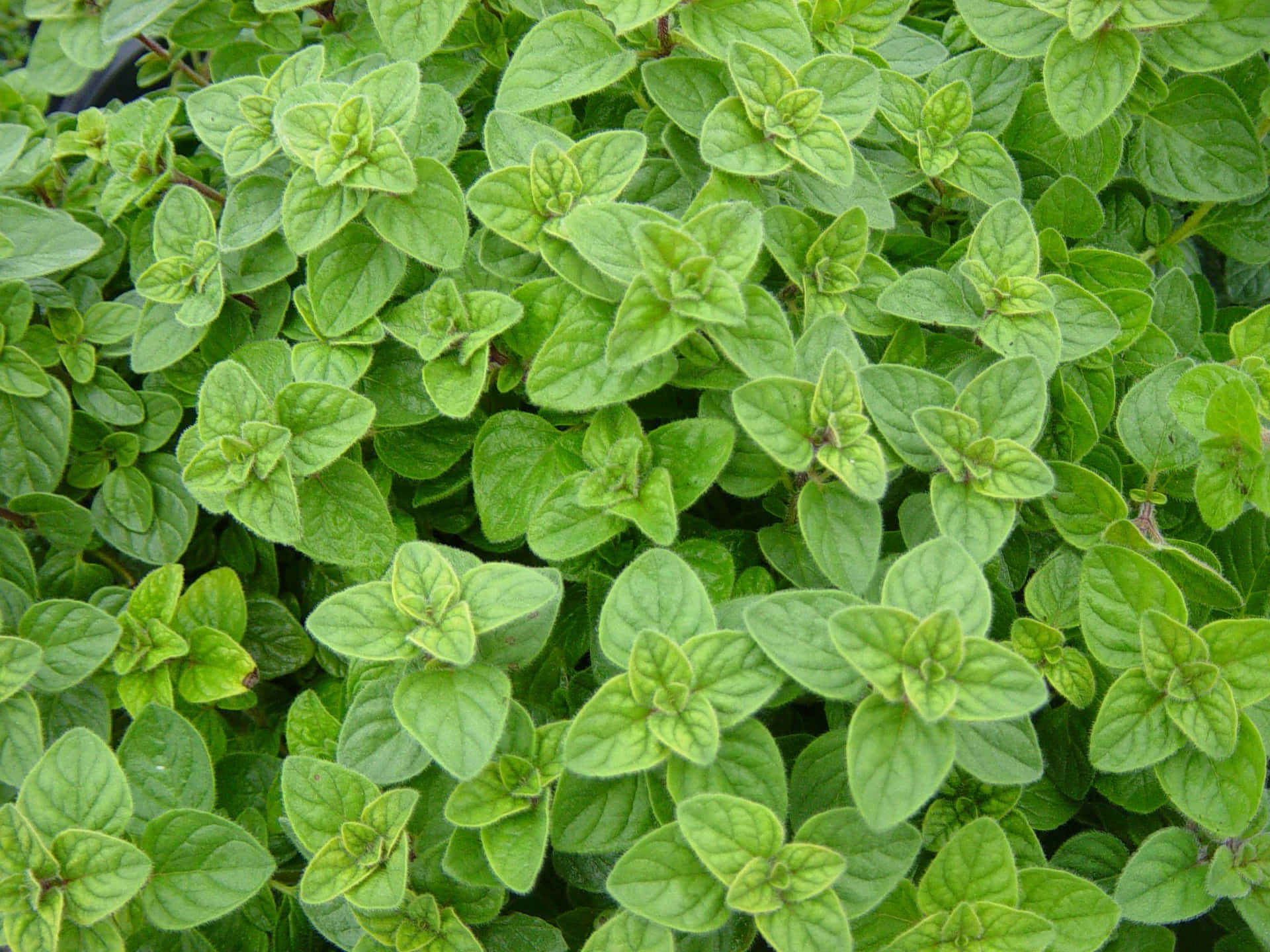 Oregano Plant Vibrant Green Picture