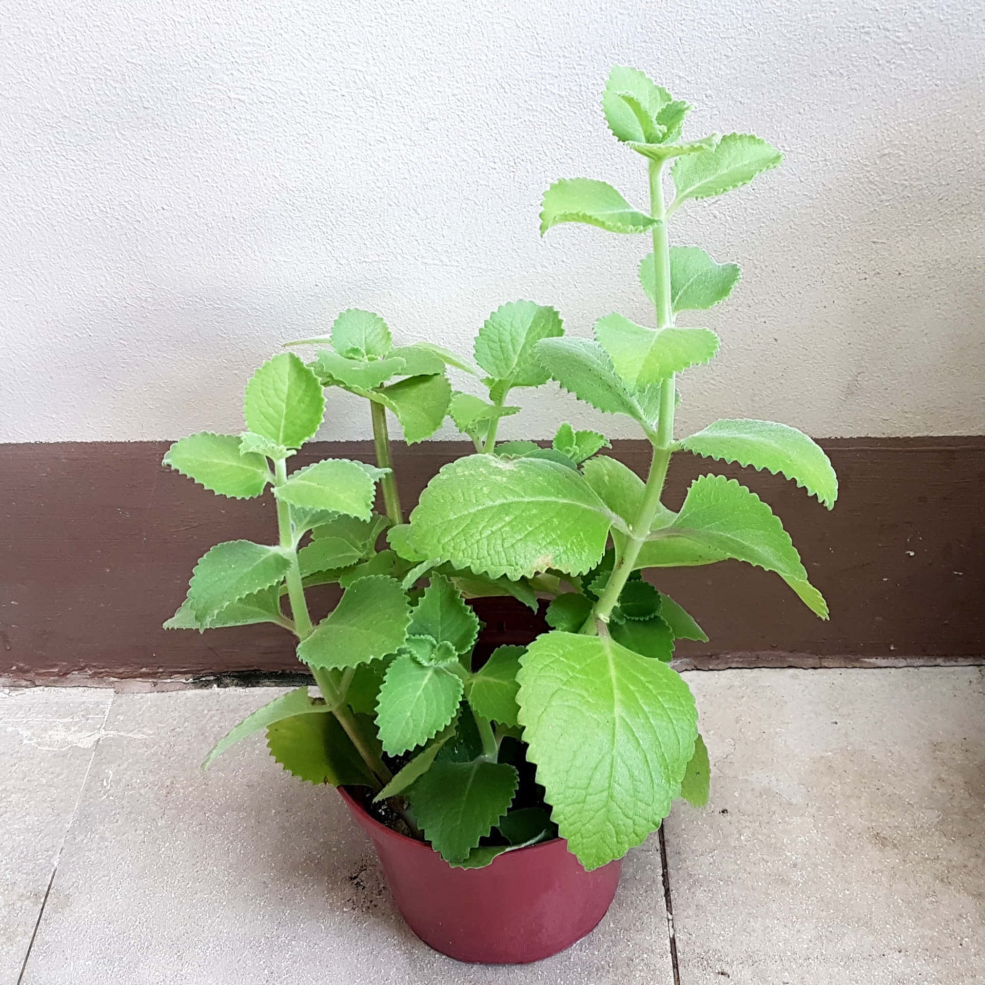 Oregano Plant Cute Pot Picture