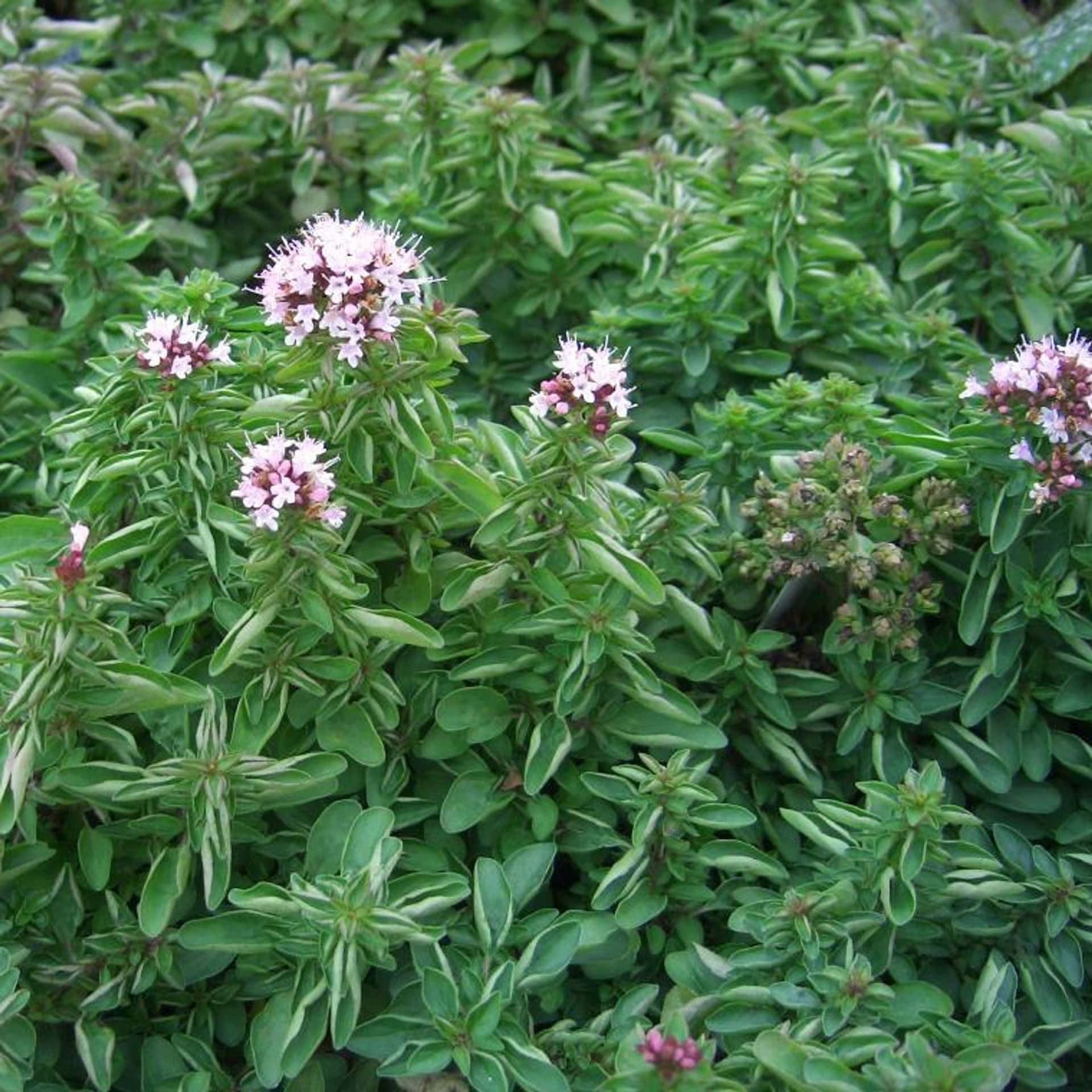 A Plant With Pink Flowers And Green Leaves