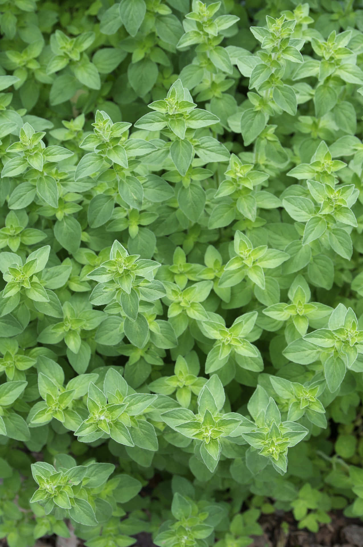 Oregano Plant Lovely Shapes Picture