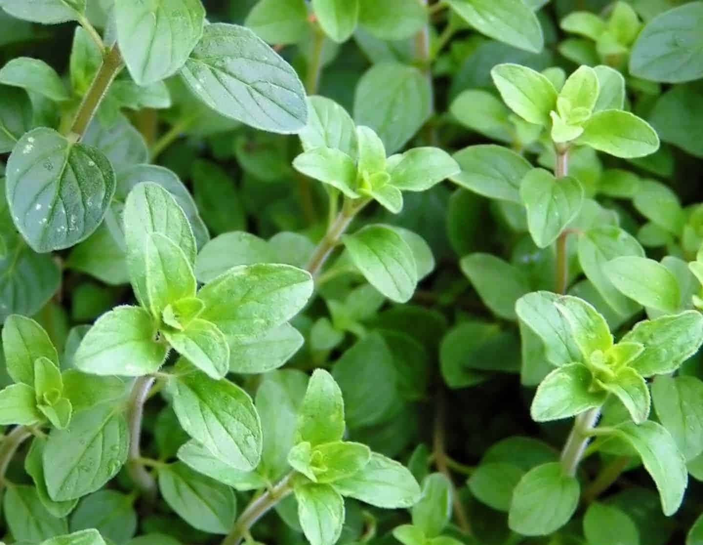 Healthy Leaves Oregano Plant Picture
