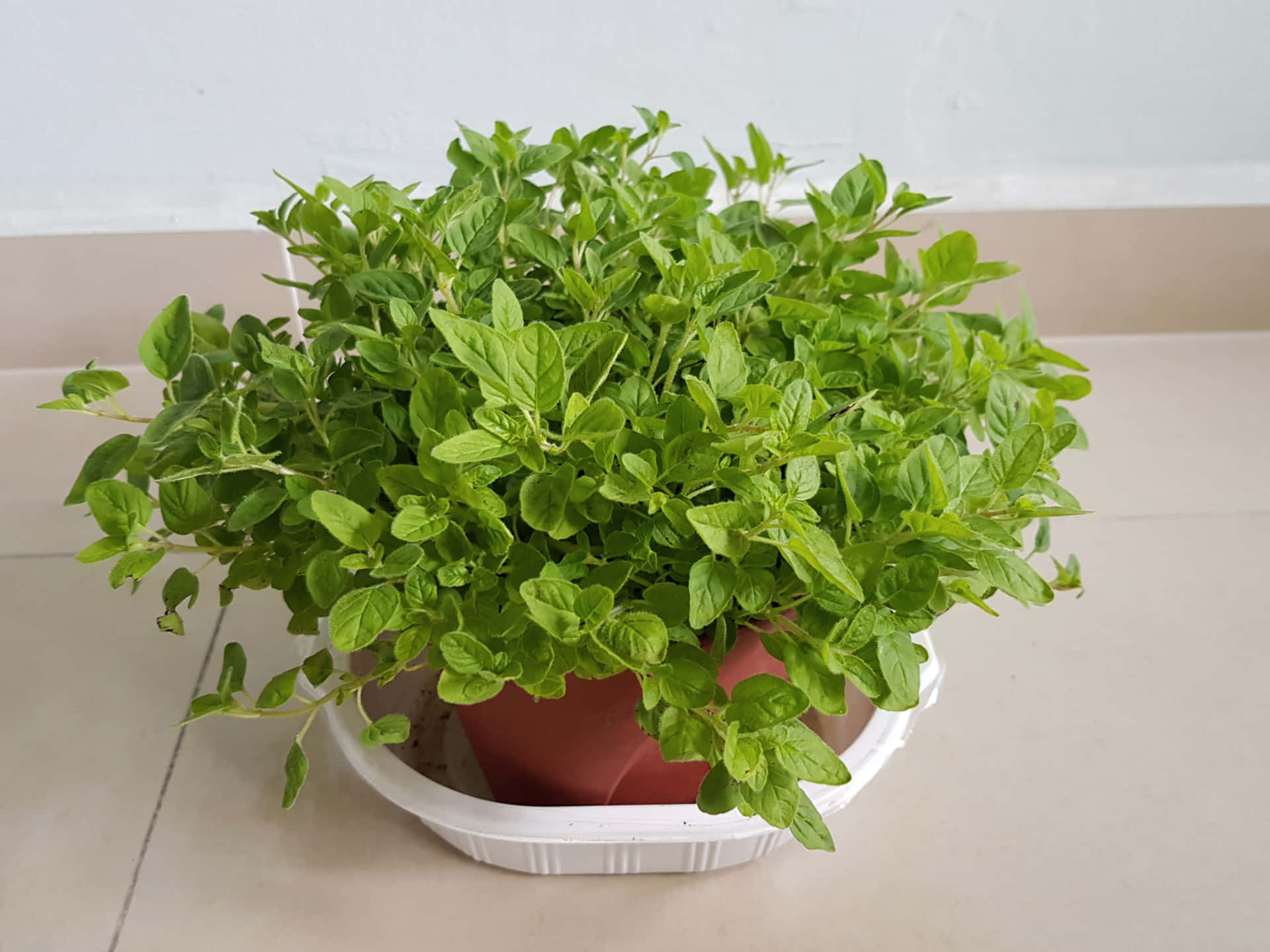 Oregano Plant Thick Pot Picture