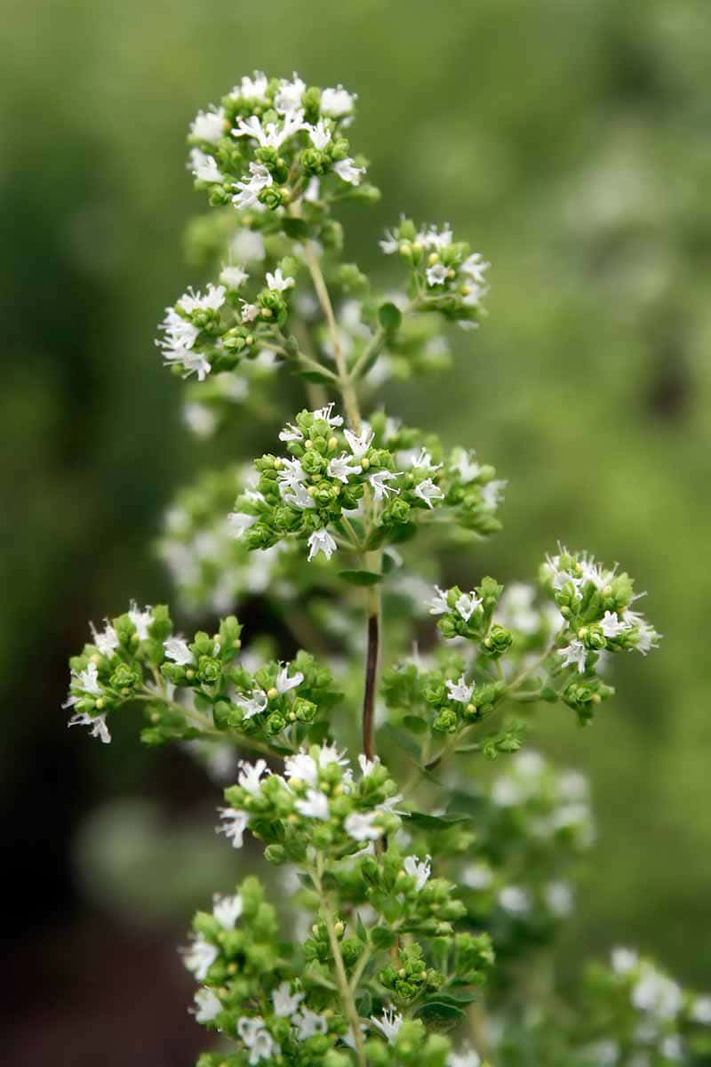 A Close Up Of A Plant With White Flowers