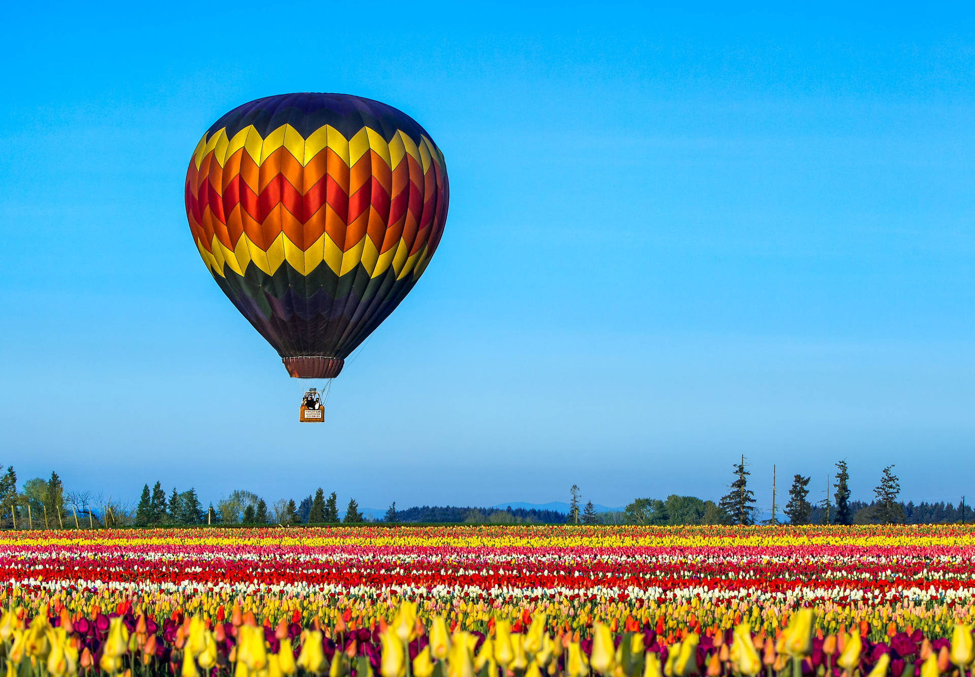 Oregon Hot Air Balloon Wallpaper