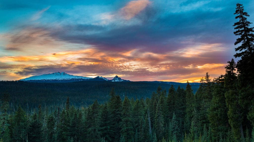 Oregon Pine Forest 4k Desktop