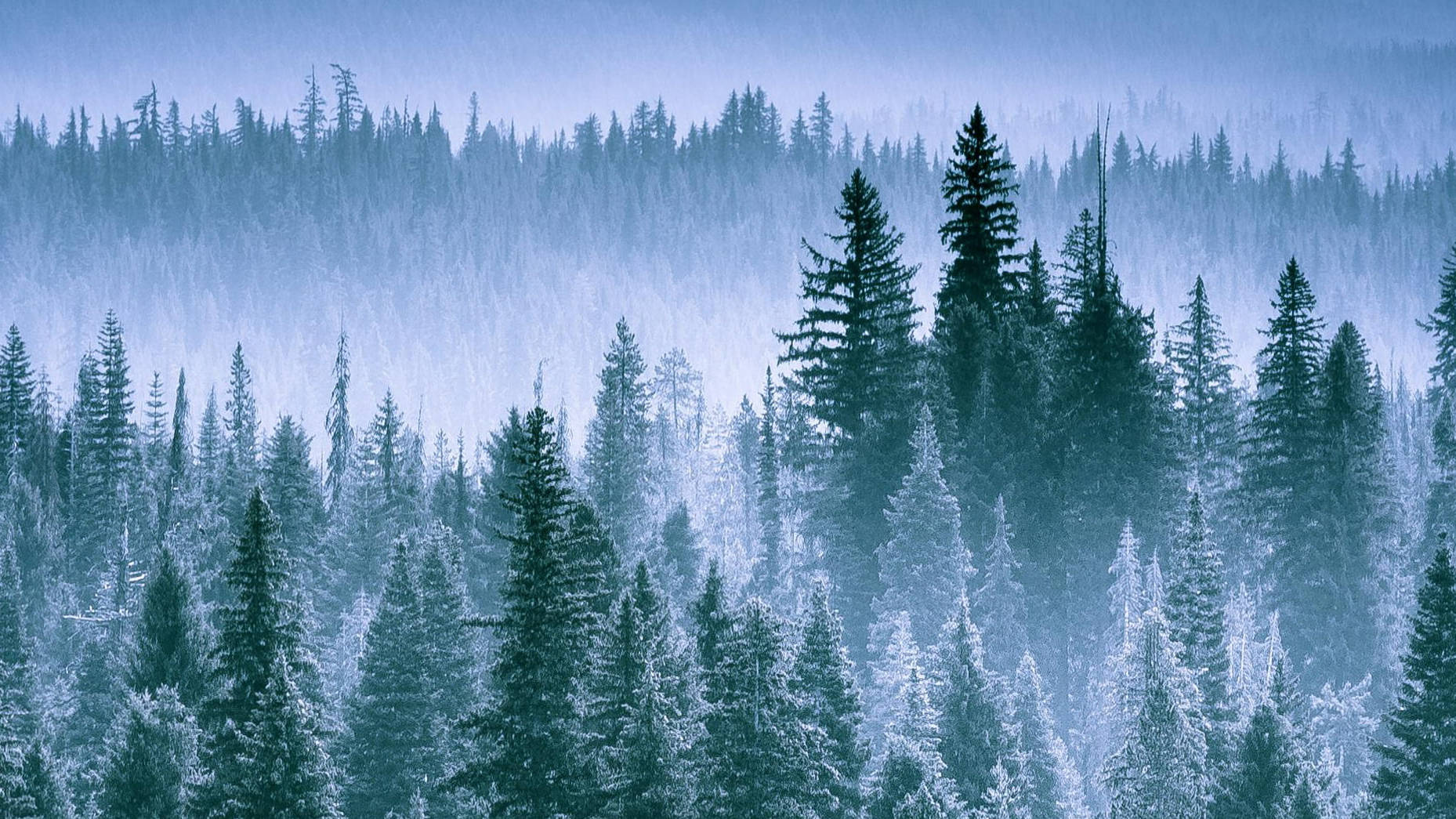 Oregon Pine Tree Forest Wallpaper