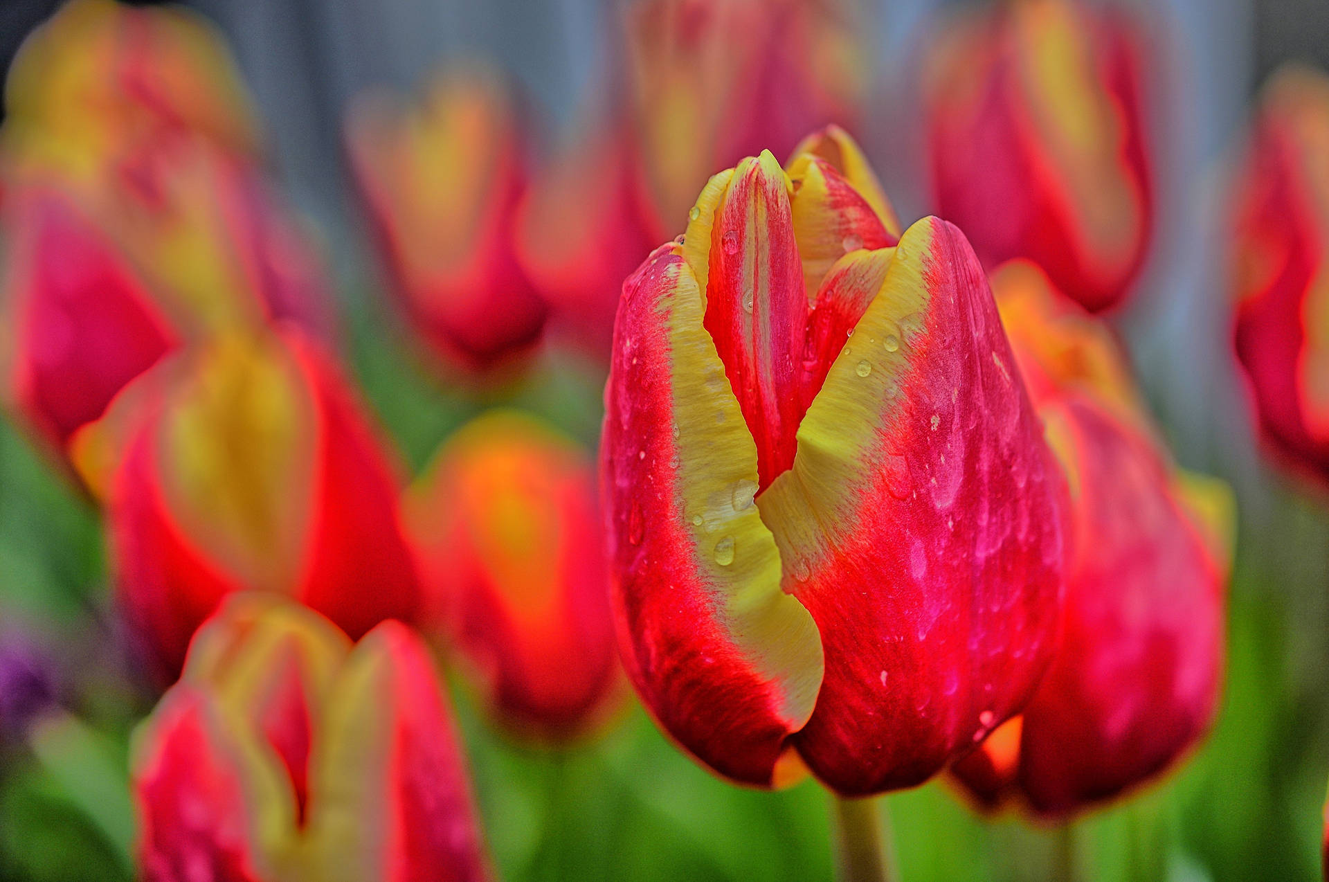 Oregon Pink Tulip