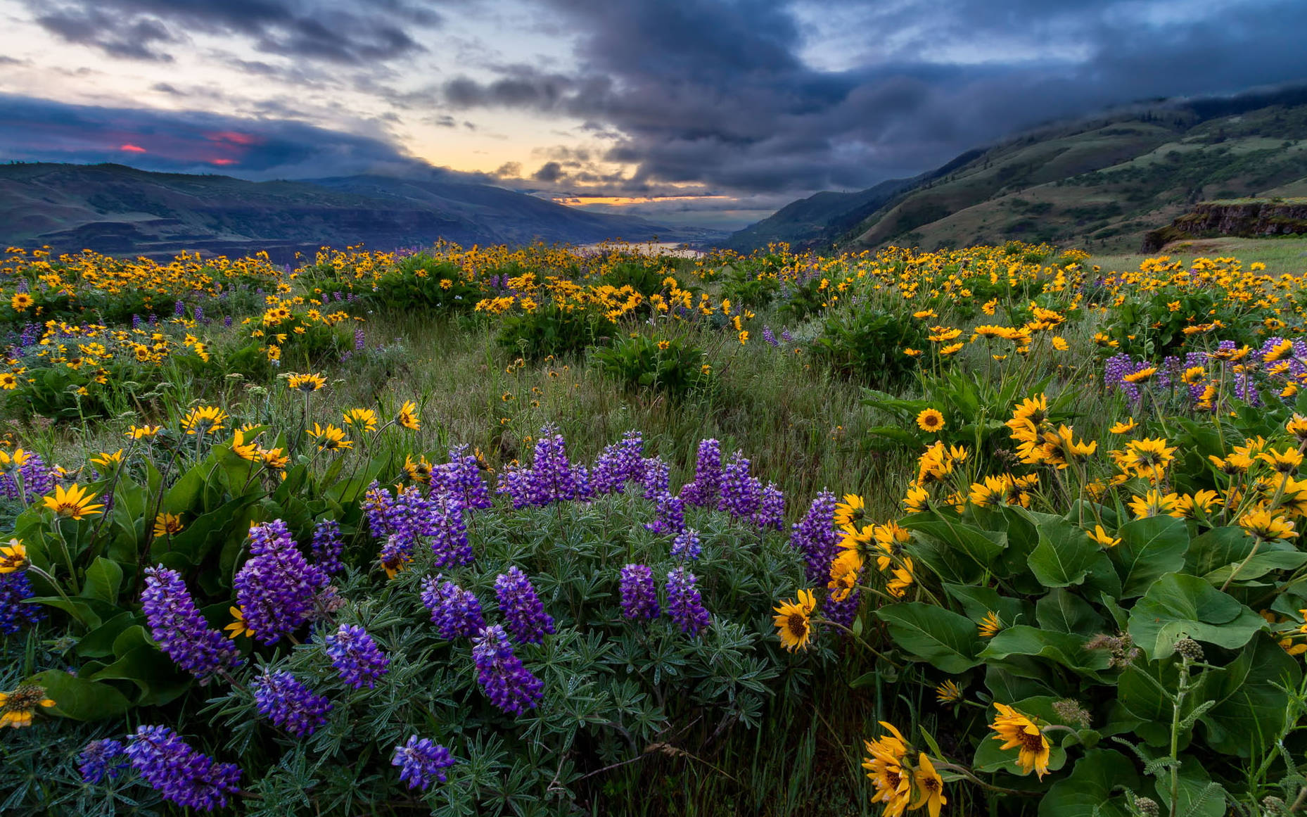 Oregon Wild Flowers Wallpaper