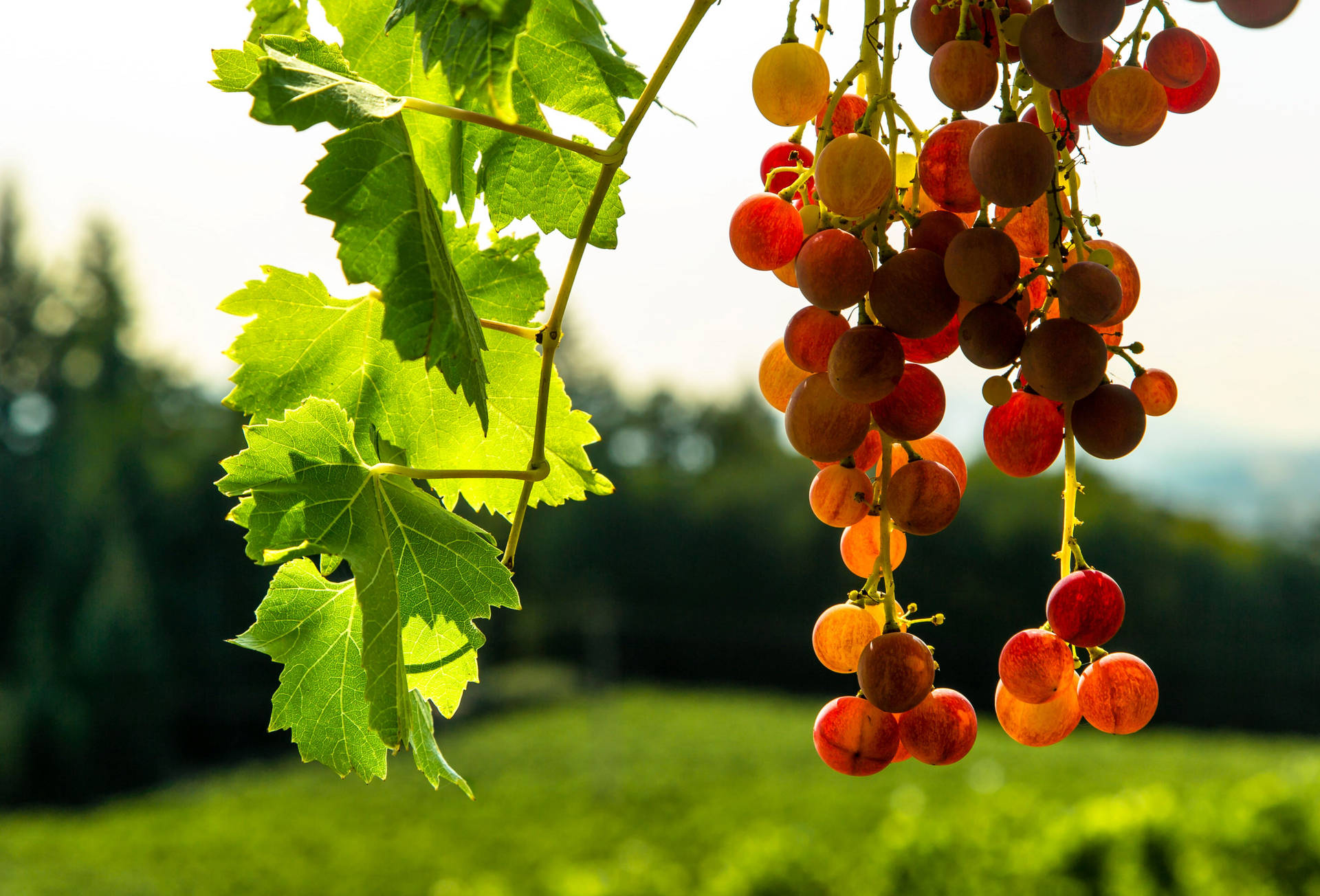 Oregon Willamette Vineyards Grapes