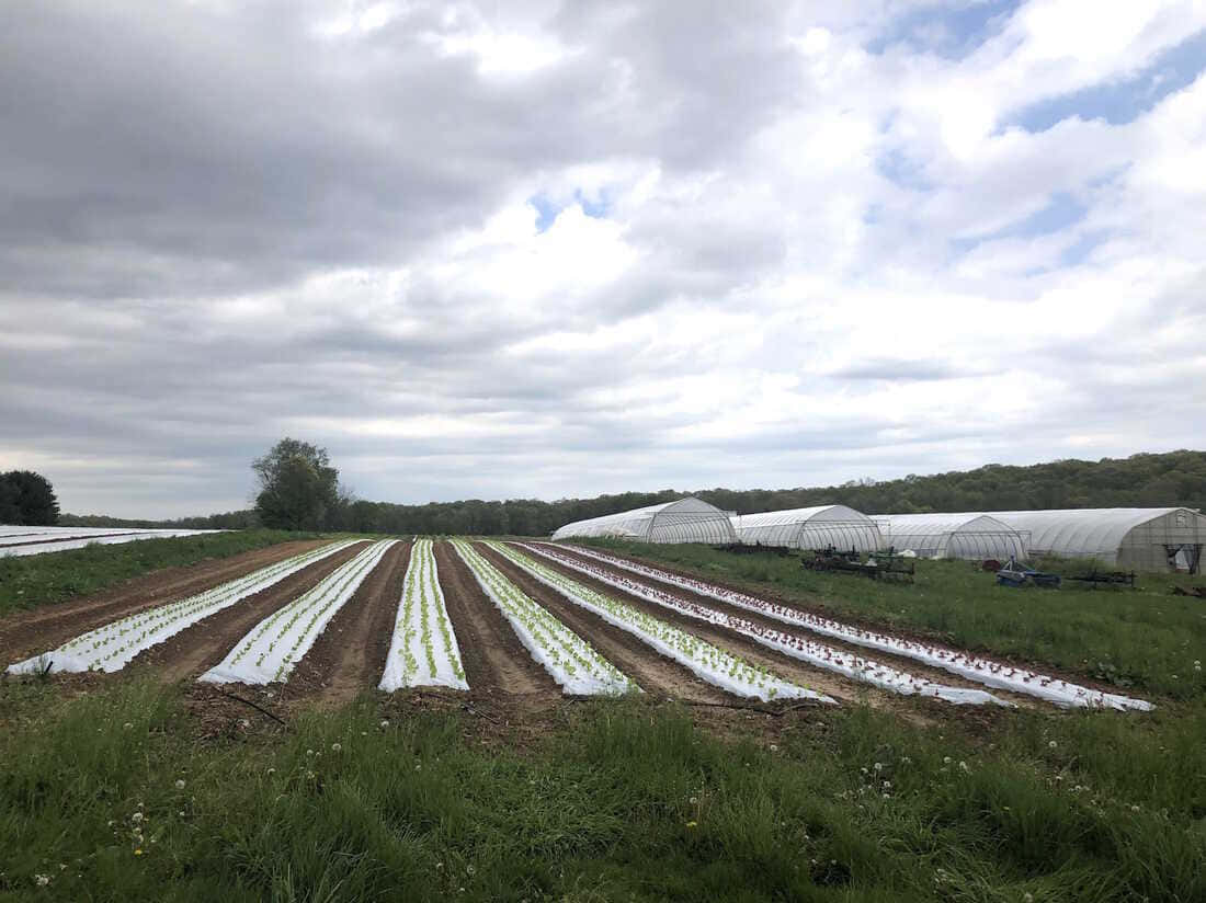 Een Overvloedige Biologische Boerderij Die Bloeit Met Verse Producten En Gezonde Grond Achtergrond