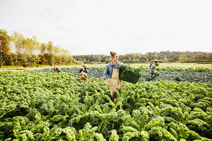 Agriculturaorgánica - Una Vista Panorámica De Campos Exuberantes Y Cielos Azules Fondo de pantalla