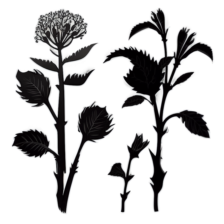 Organic Flower Silhouette Png 06262024 PNG