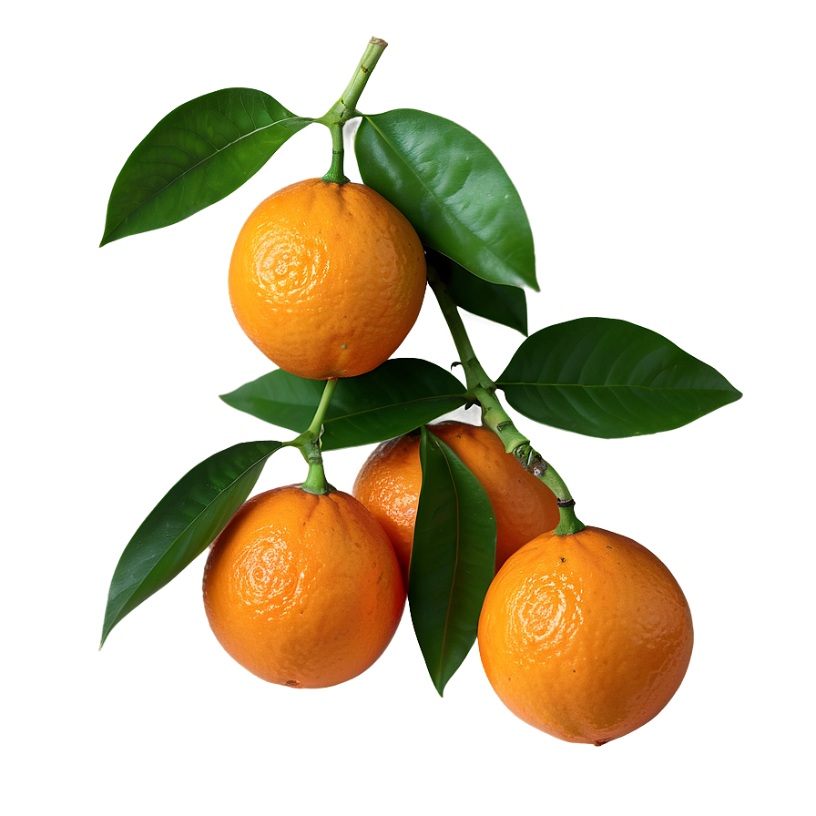 Organic Fresh Orange Png Tvq PNG