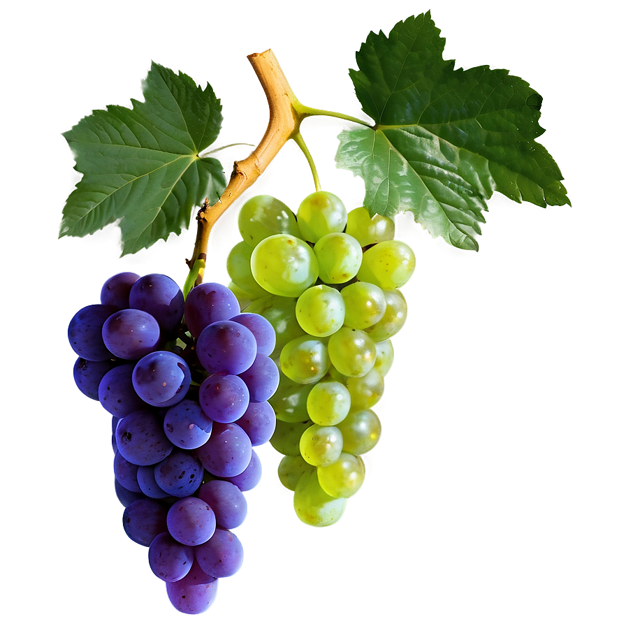 Organic Grape Png Ssq PNG