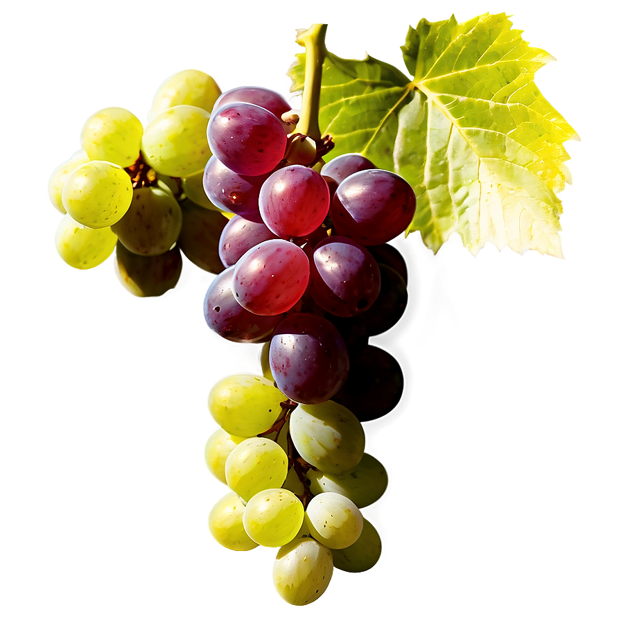 Download Organic Grapes Png Eul | Wallpapers.com