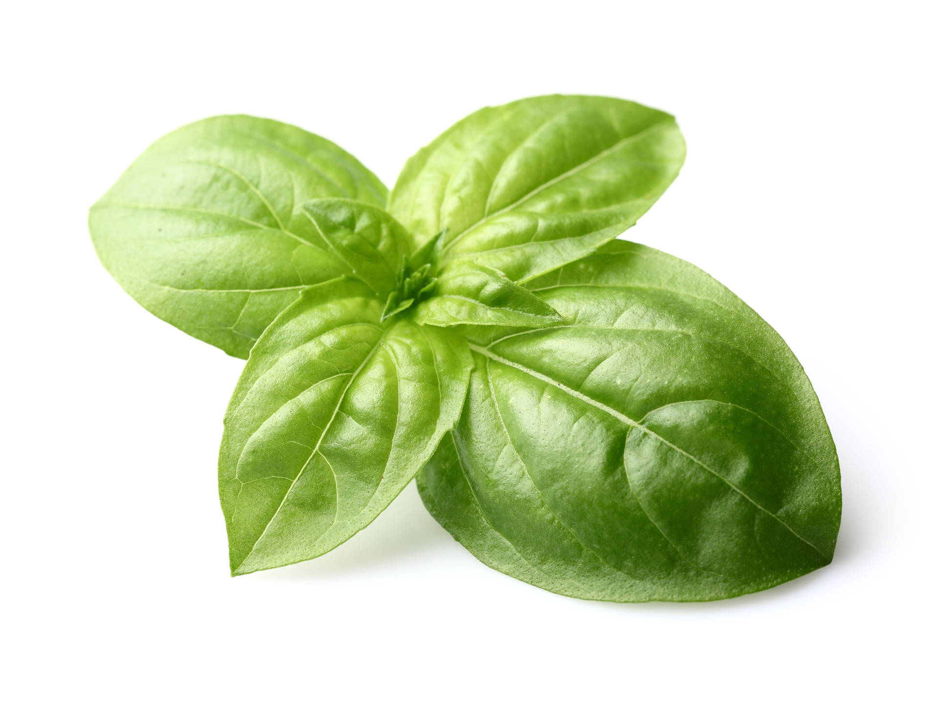 Organic Green Basil Vegetable Leaves Wallpaper