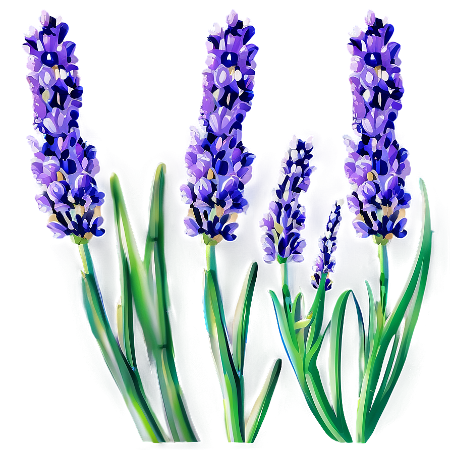 Organic Lavender Plant Png 06132024 PNG