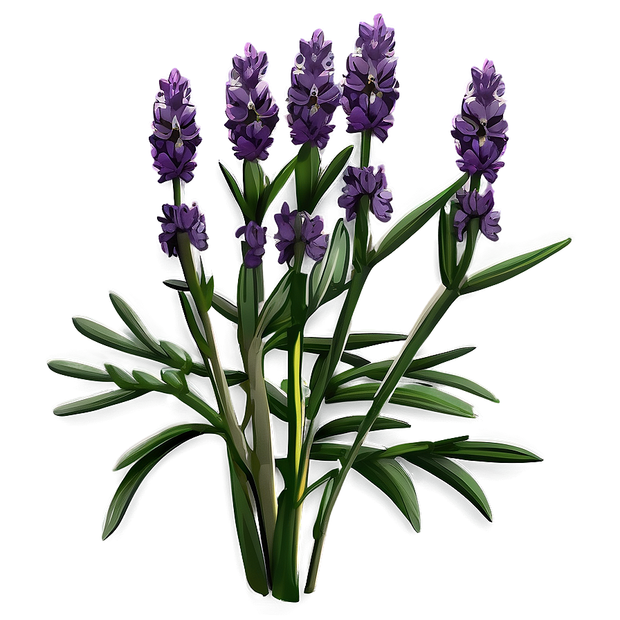 Organic Lavender Plant Png 06132024 PNG