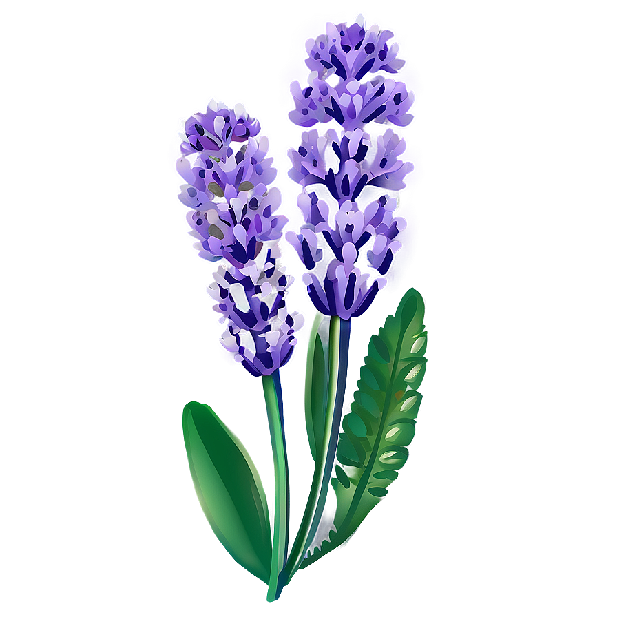 Organic Lavender Plant Png Mjw68 PNG