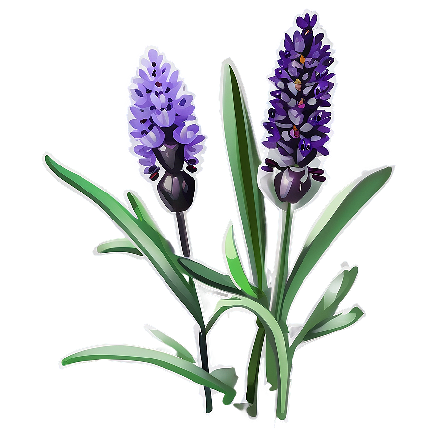 Organic Lavender Plant Png Qui PNG