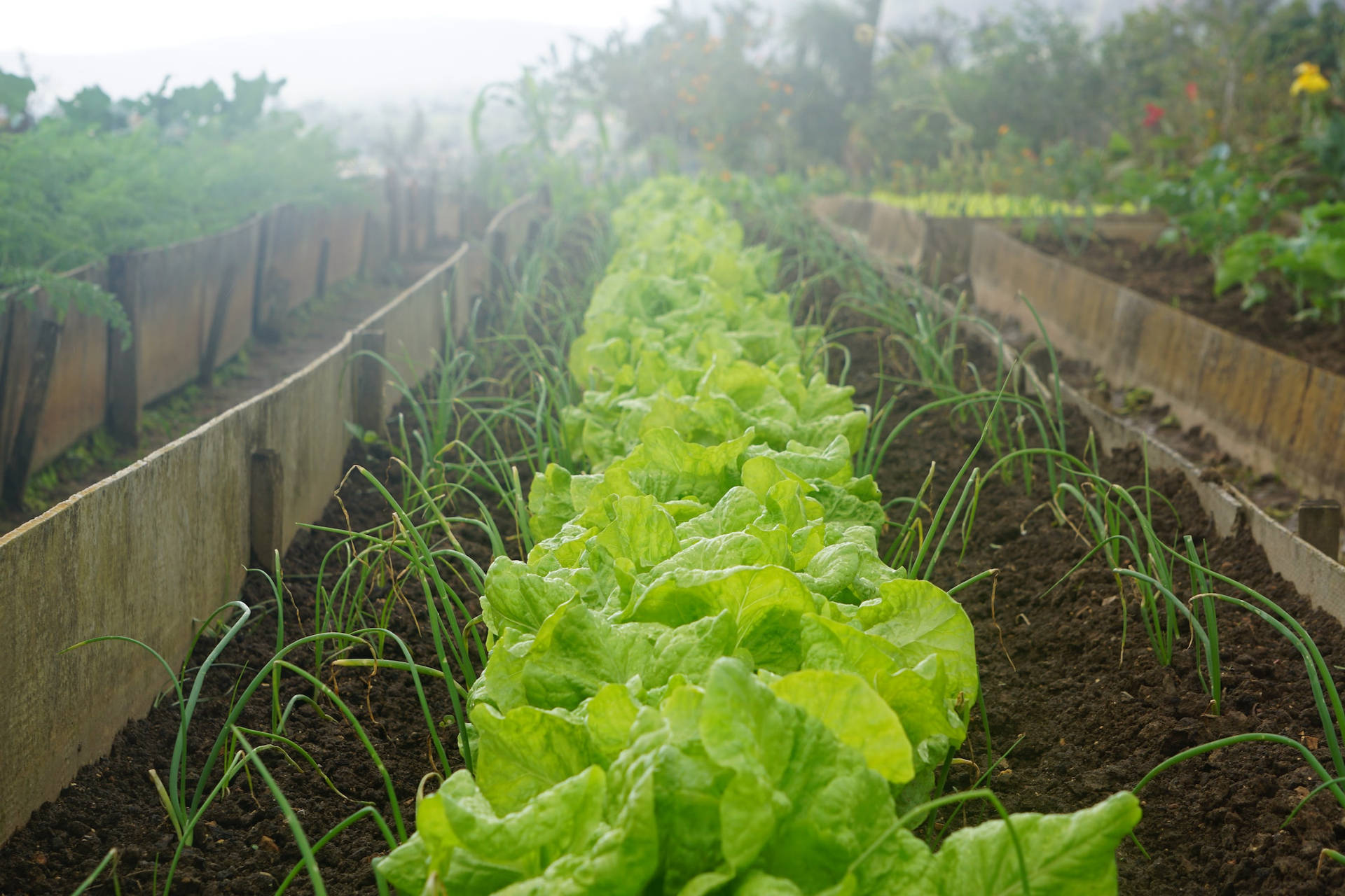 landØkologisk salat plantet sammen med løg i landbrugsjord Wallpaper