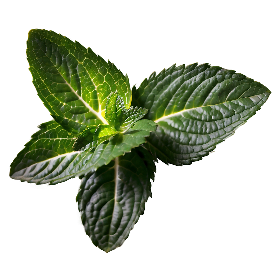 Organic Peppermint Leaves Png Cwx39 PNG
