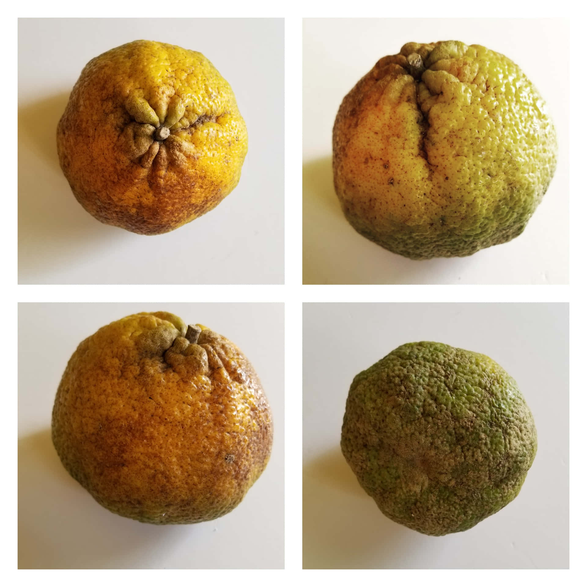 A Vibrant Collage of Organic Ugli Citrus Fruits Wallpaper