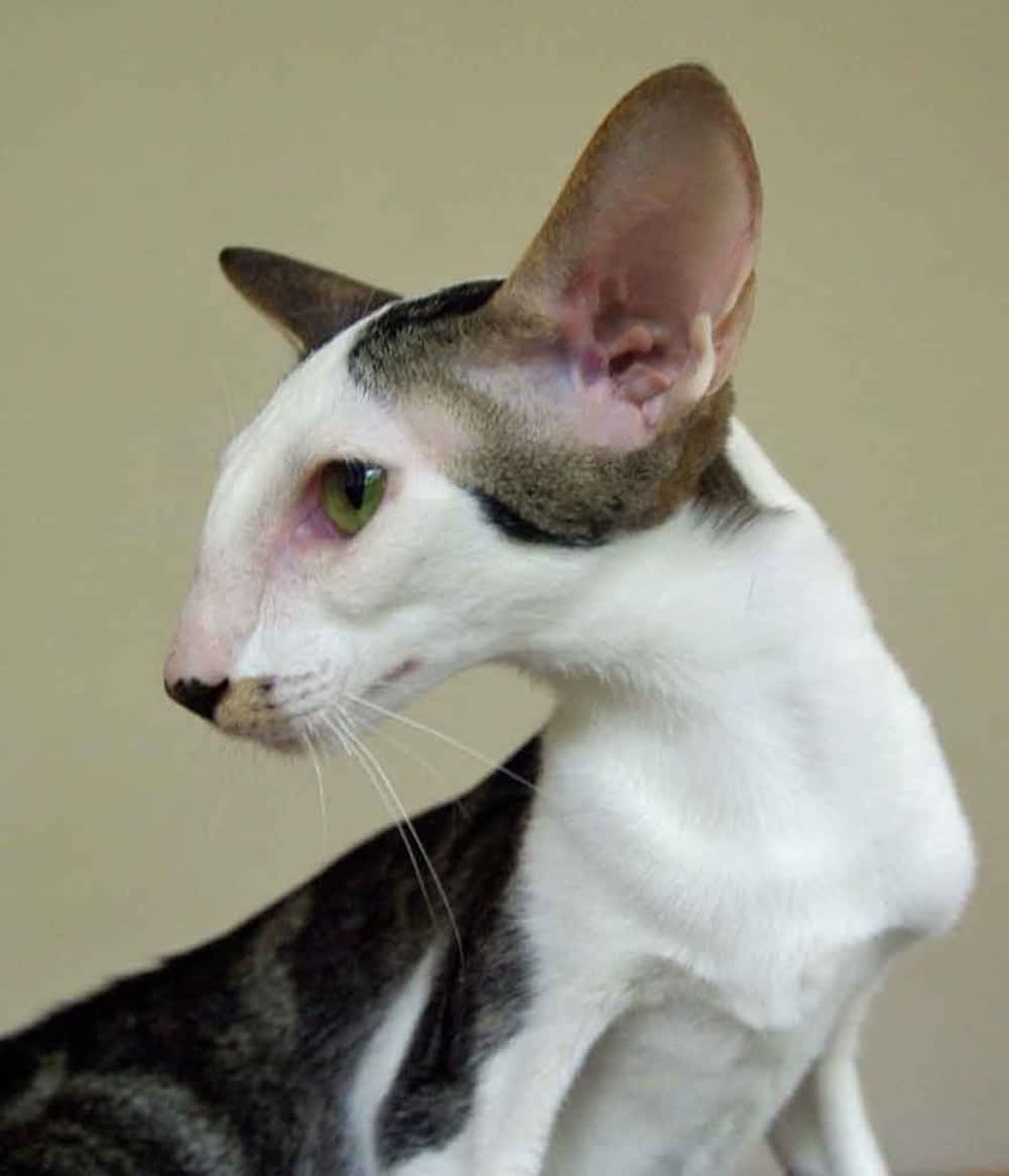 Elegant Oriental Shorthair Cat Posing Wallpaper