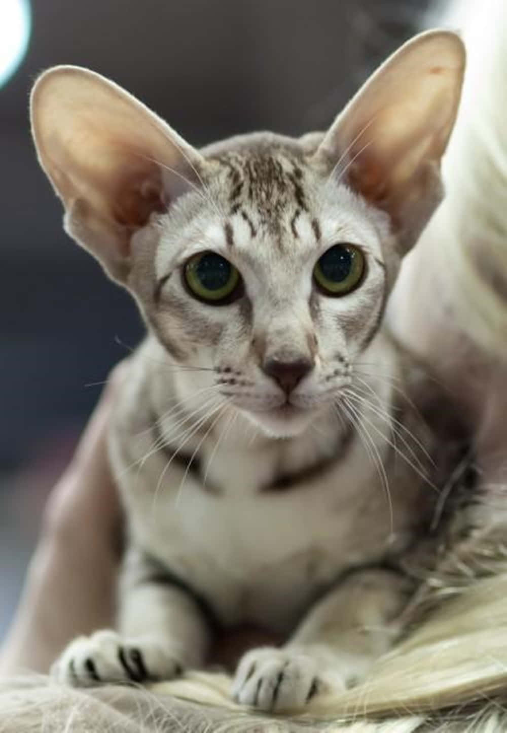 Elegant Oriental Shorthair cat posing gracefully Wallpaper