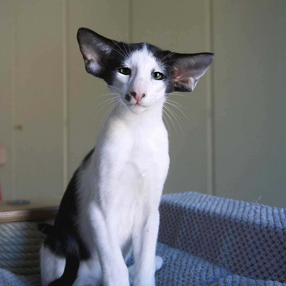 Elegant Oriental Shorthair Cat Posing with Confidence Wallpaper