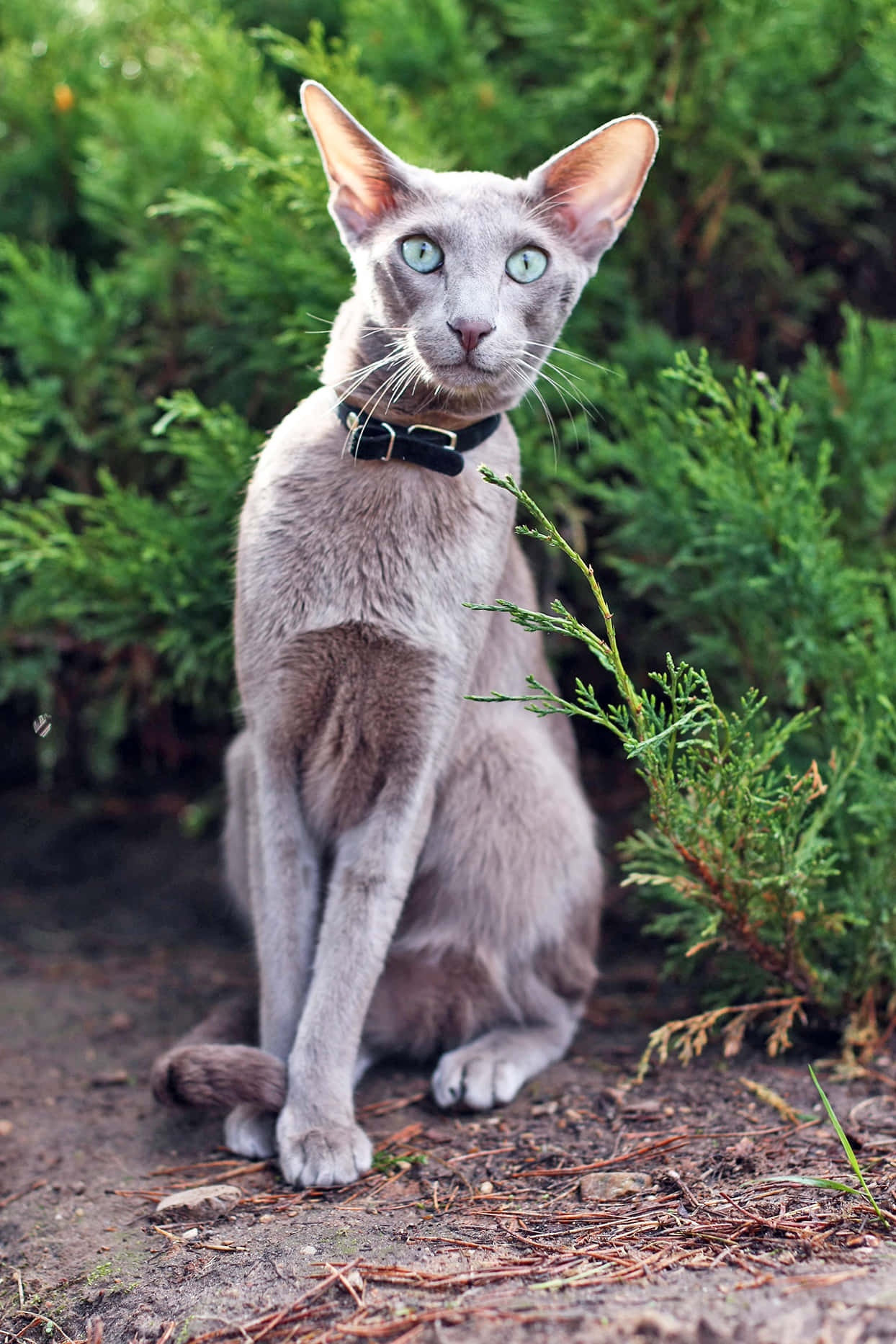 Elegant Oriental Shorthair Cat Posing in a Tranquil Environment Wallpaper