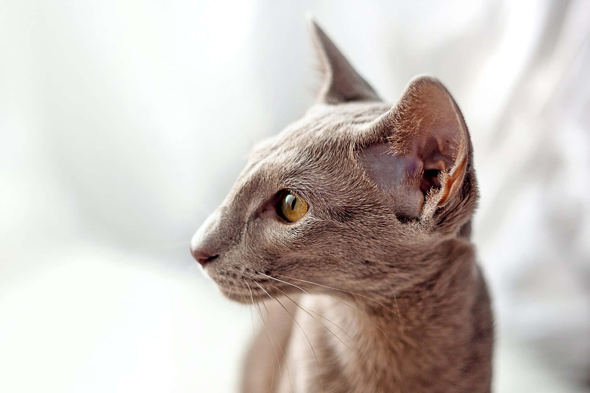 A slender, elegant Oriental Shorthair cat with a curious expression Wallpaper