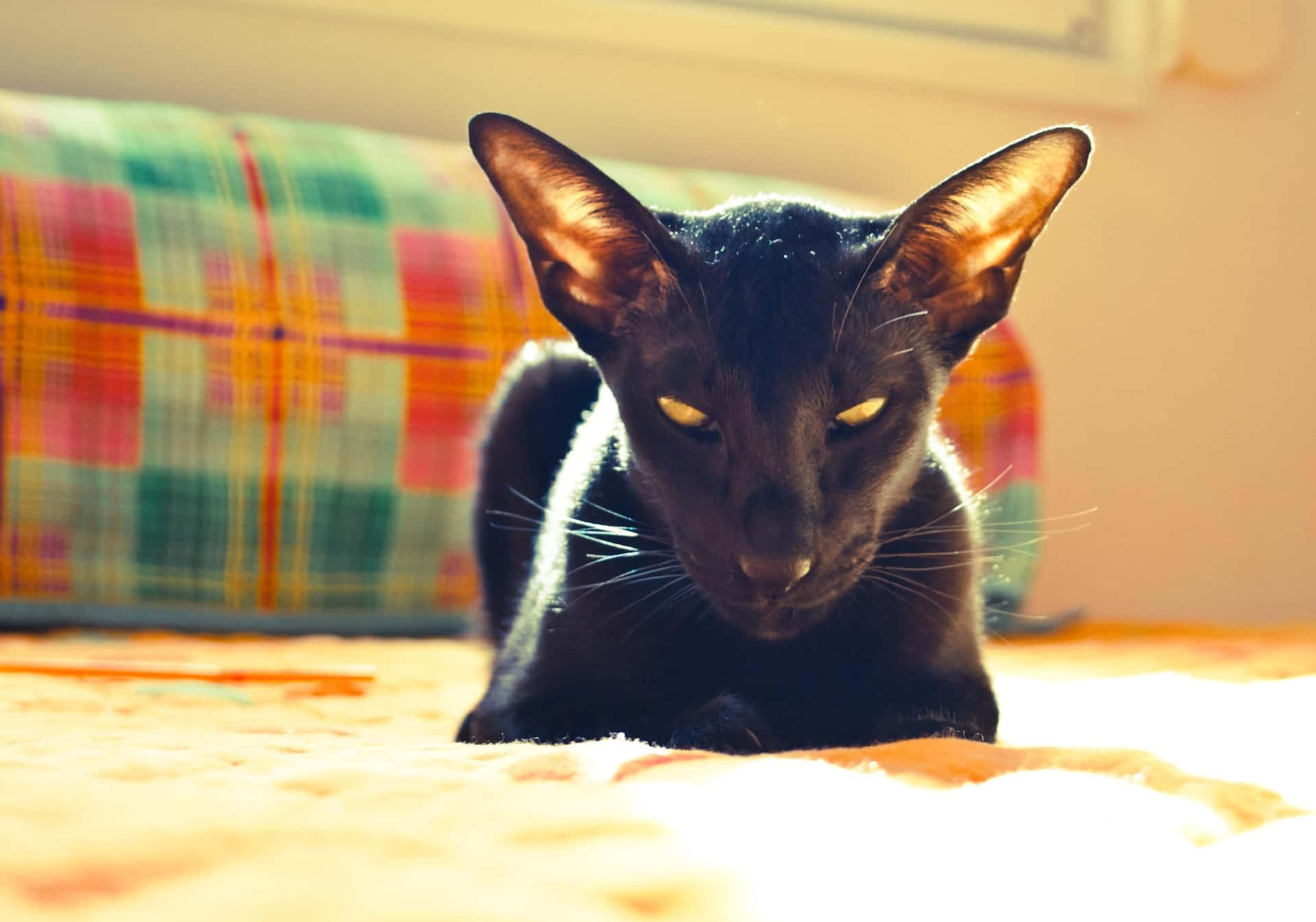 Elegant Oriental Shorthair Cat Posing for a Portrait Wallpaper