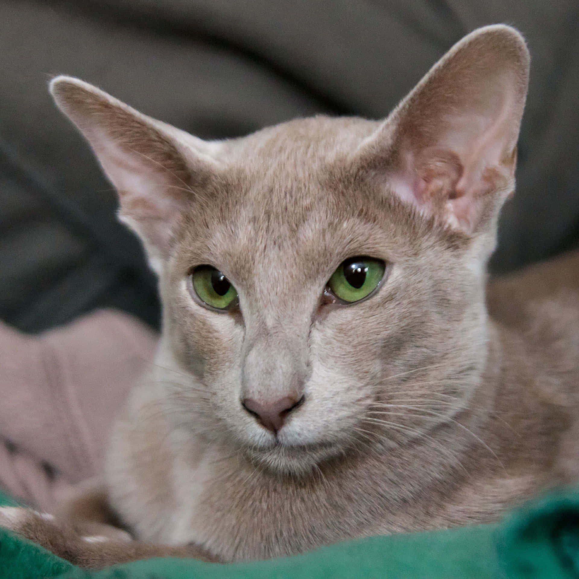 Caption: Elegant Oriental Shorthair Cat Posing Wallpaper