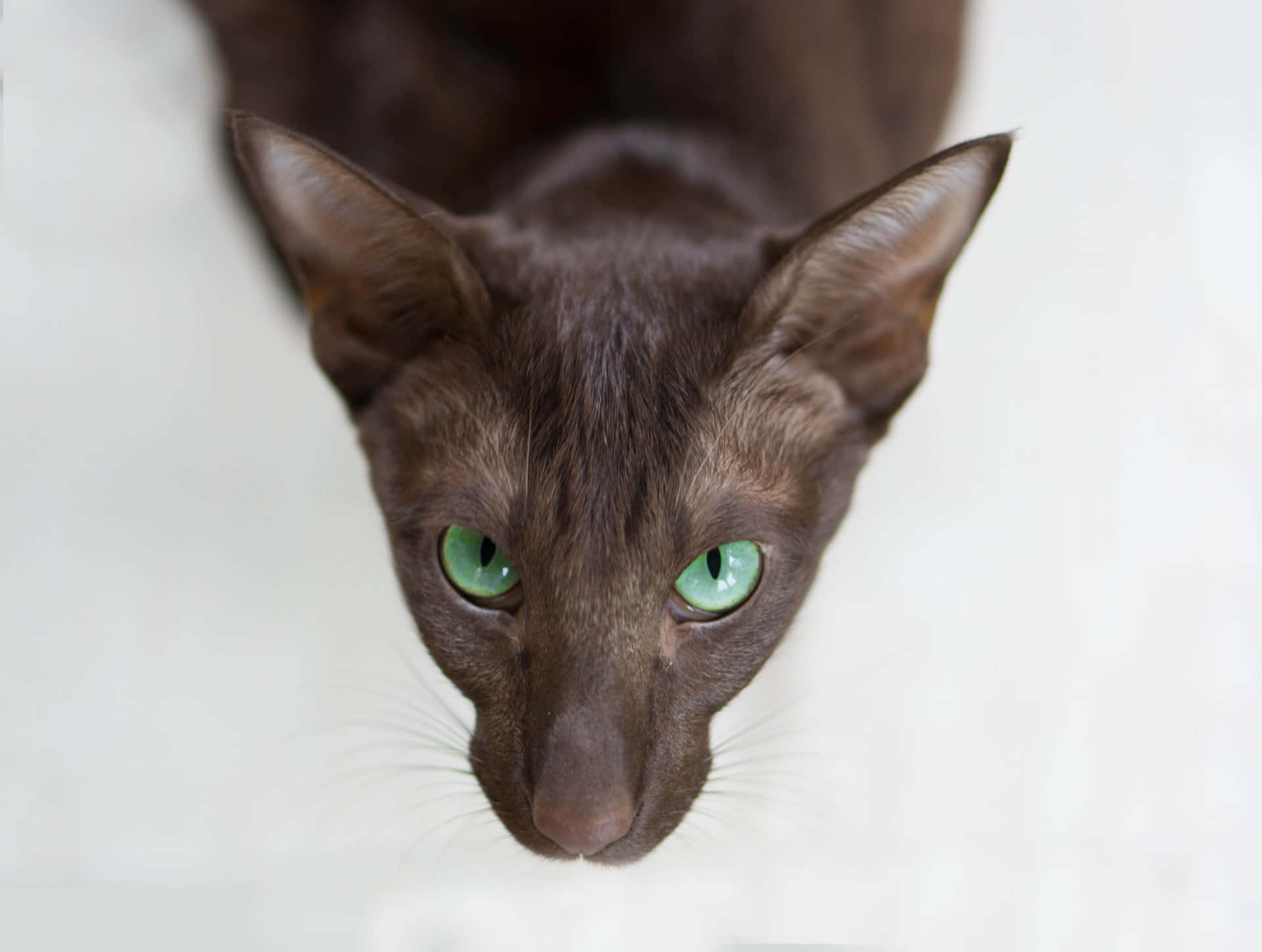 Kucing Oriental Shorthair Yang Ceria Dan Elegan Wallpaper