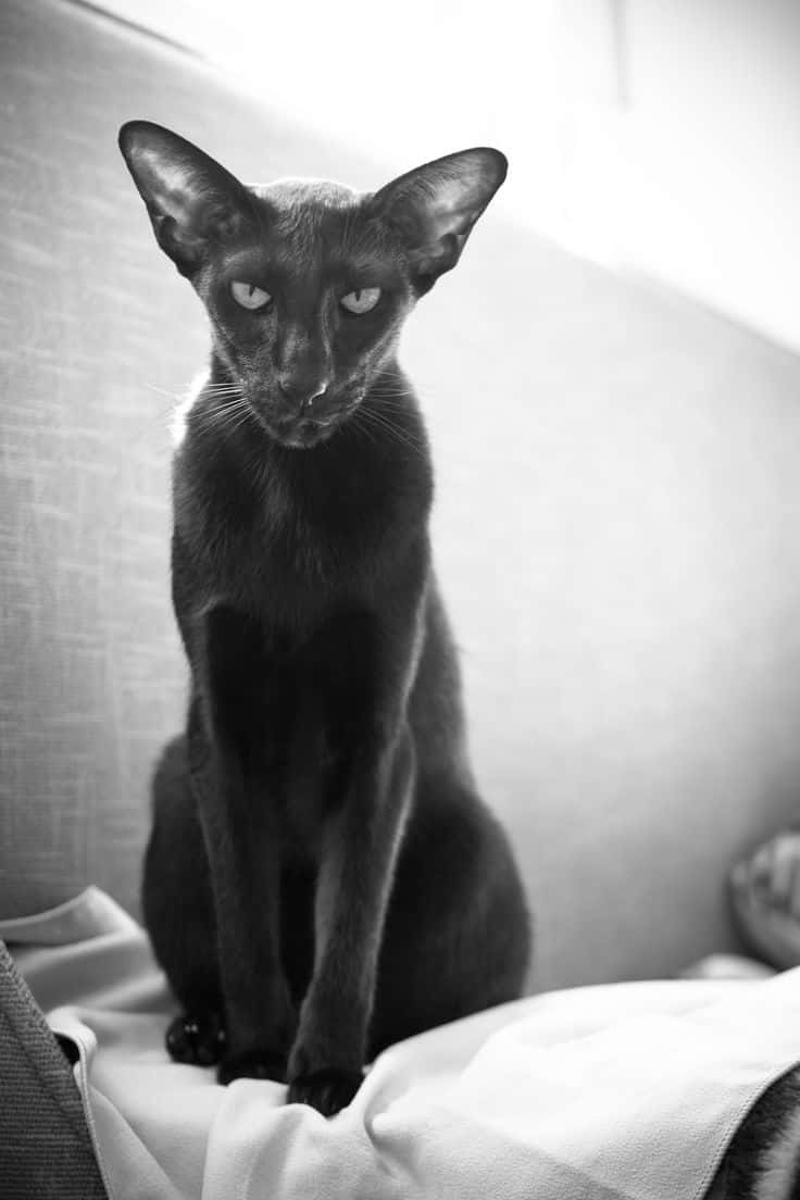 Elegant Oriental Shorthair Cat in Majestic Pose Wallpaper