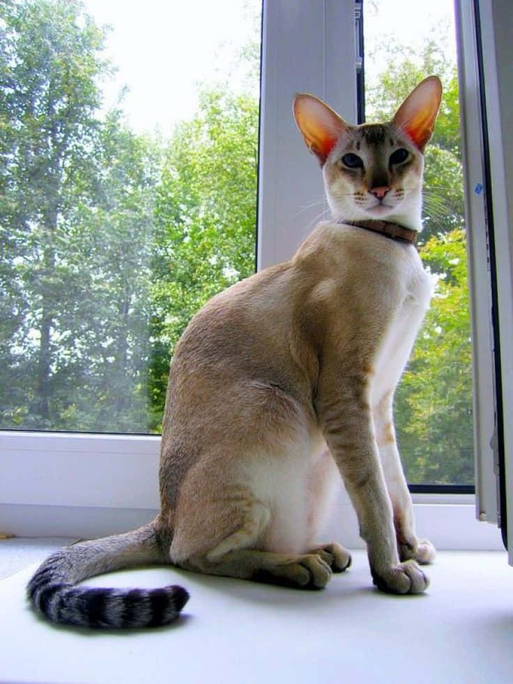 Kucing Oriental Shorthair Elegan Berpose Untuk Potret Wallpaper