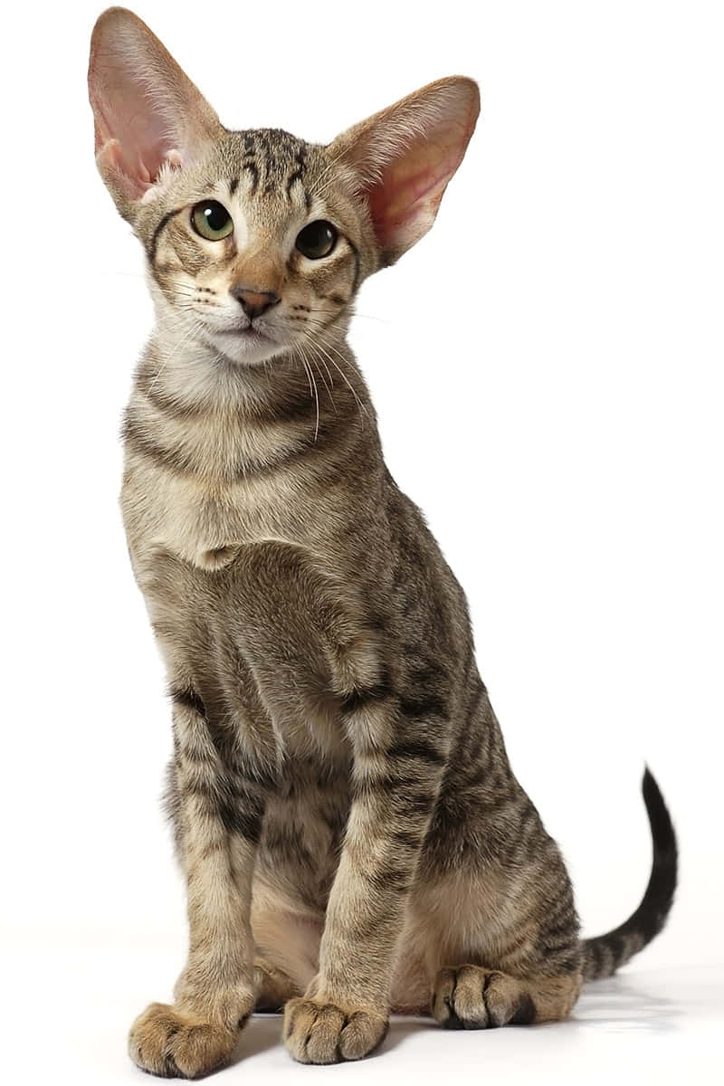 Elegant Oriental Shorthair cat posing on a soft surface. Wallpaper