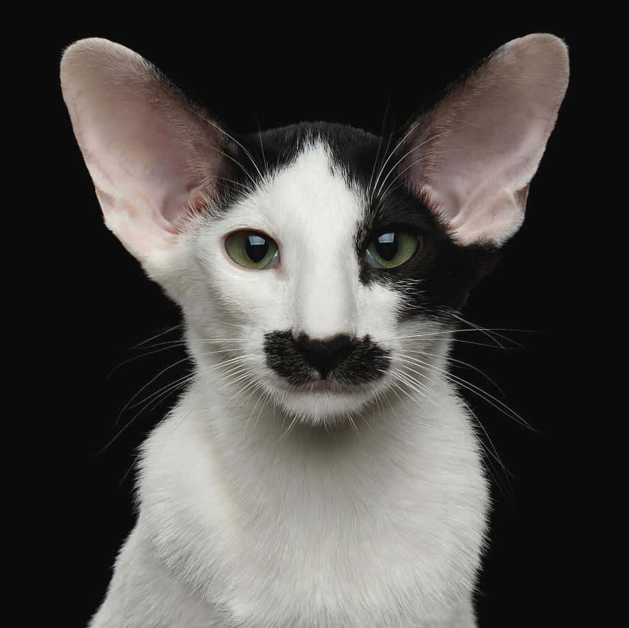 Kucing Oriental Shorthair Elegan Berpose Untuk Kamera Wallpaper