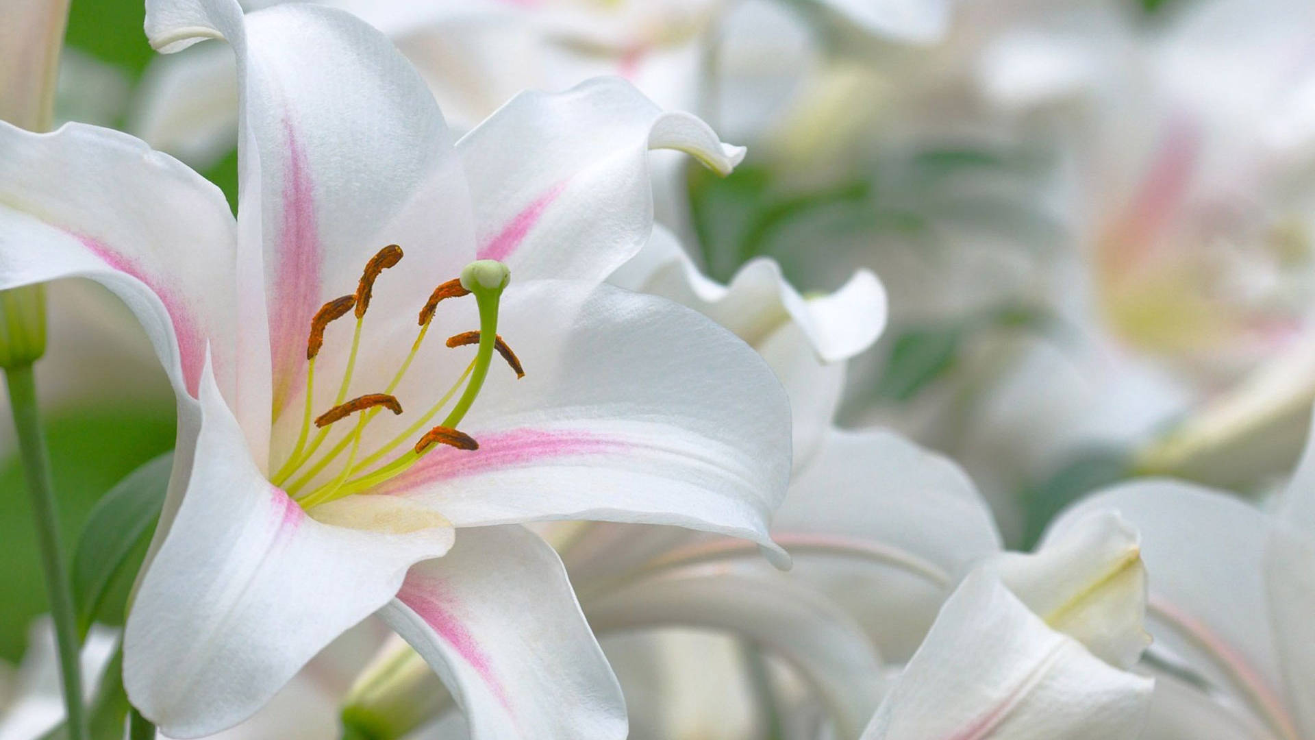 Oriental White Lily Flowers Wallpaper