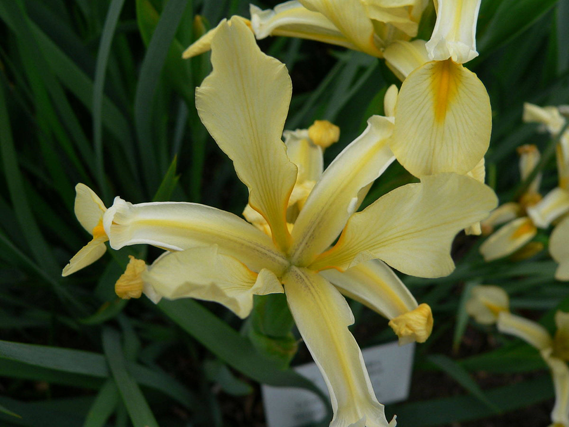 Orientalis Iris Flower