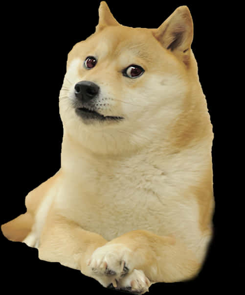 Original Doge Meme Shiba Inu PNG