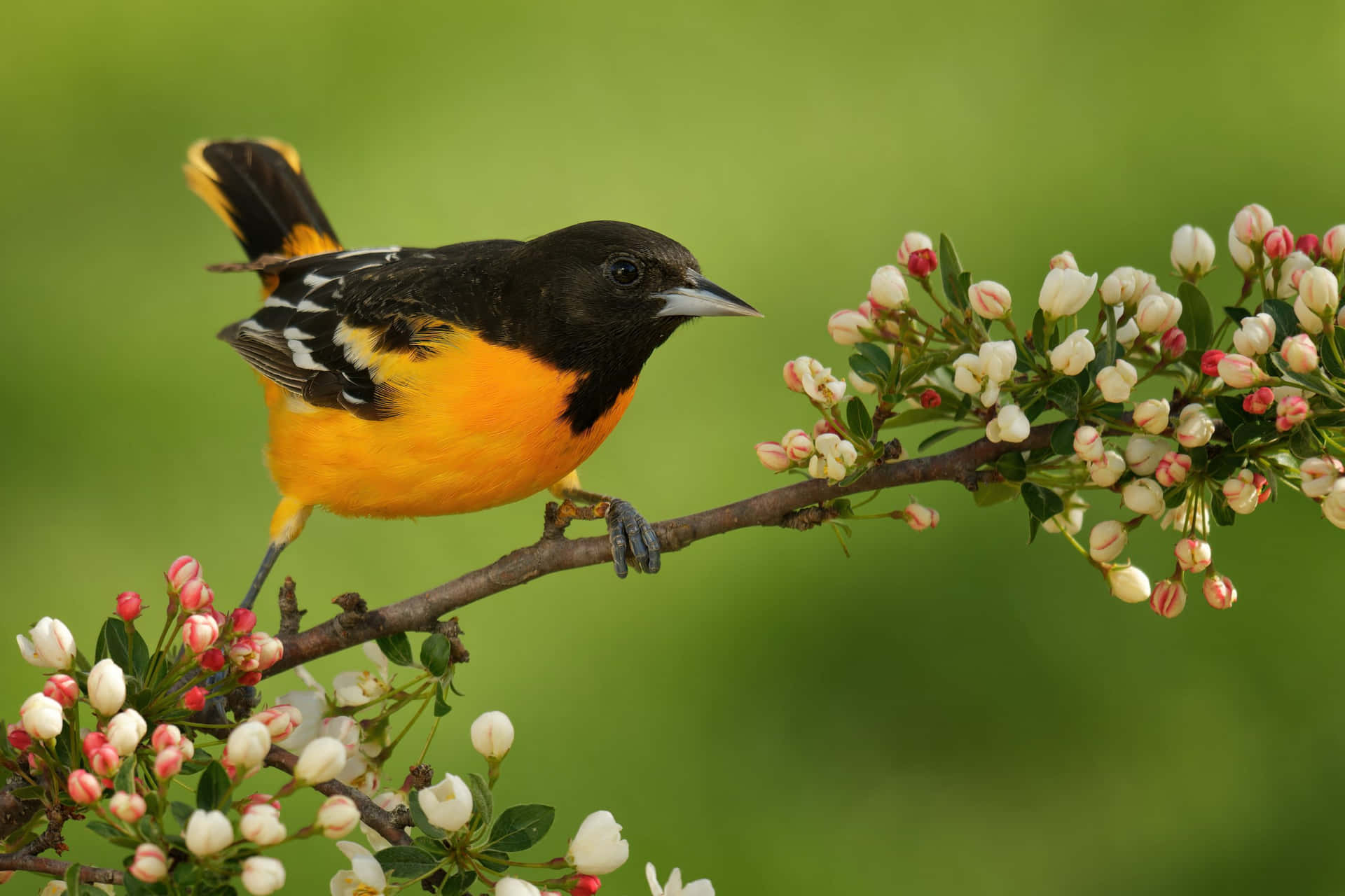 A lively Orioles Bird perched atop a nearby tree