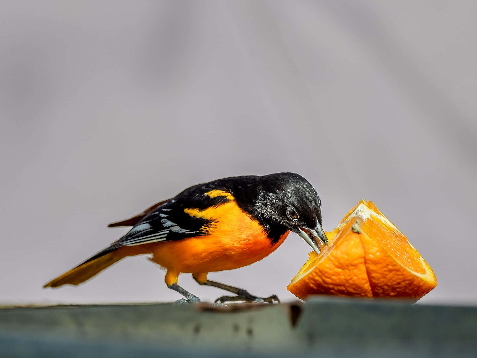 A Bright and Colorful Orioles Bird