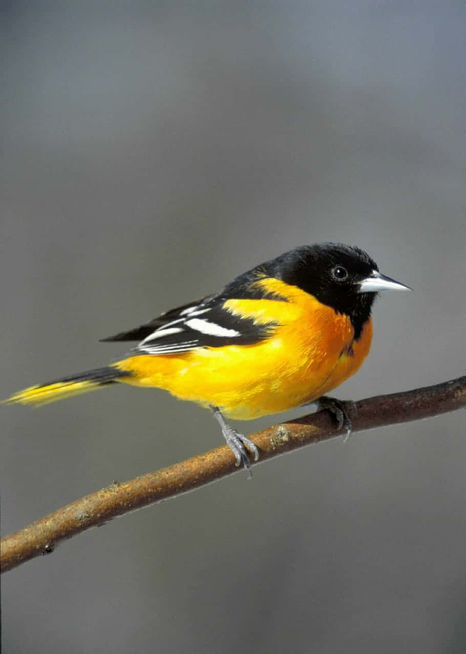 A vibrant and energetic orange-and-black Oriole enjoying a moment in nature