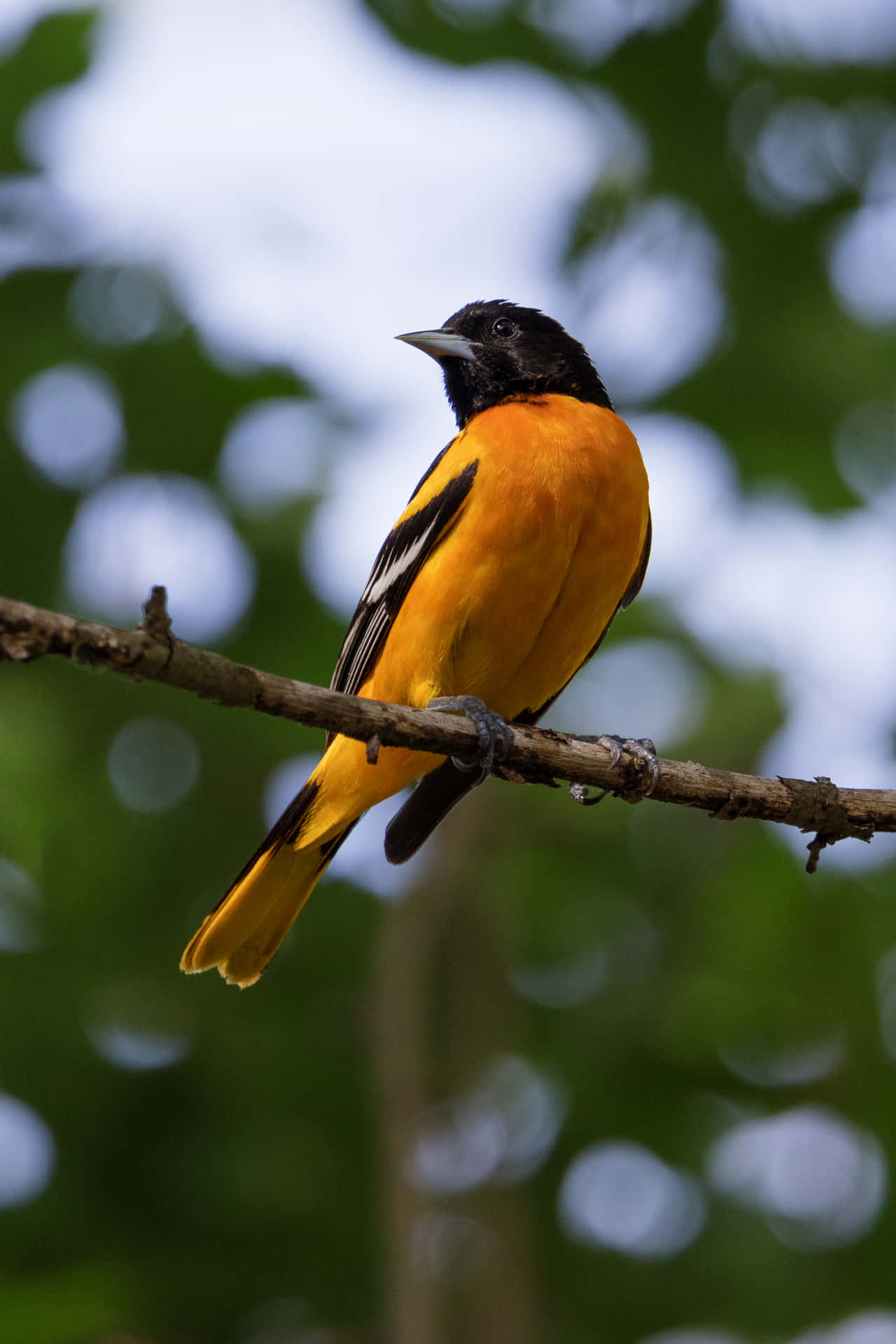 Look at this gorgeous Orioles Bird perched atop a tree in the Baltimore National Forest.