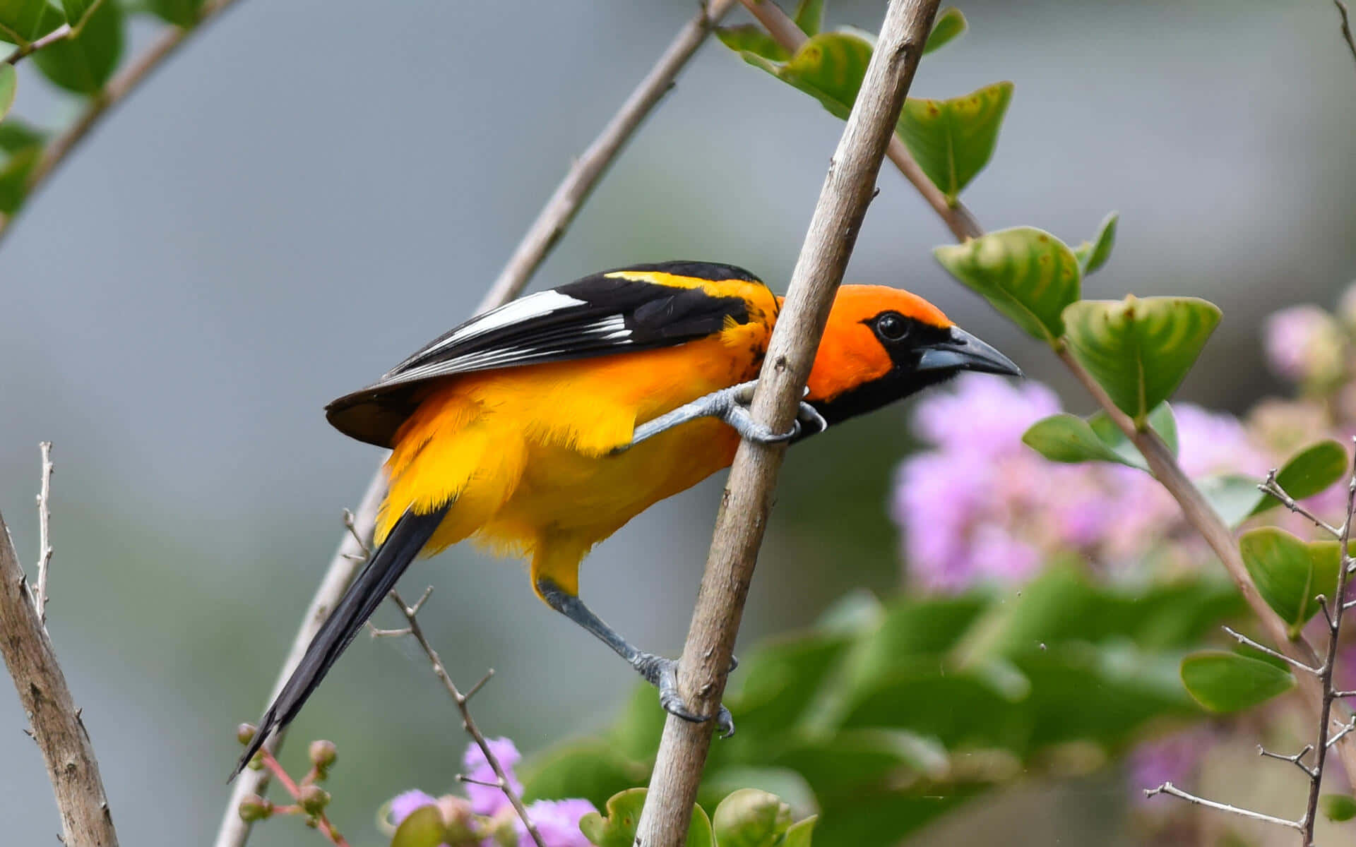 A bright orange Baltimore Orioles Bird perched on a branch