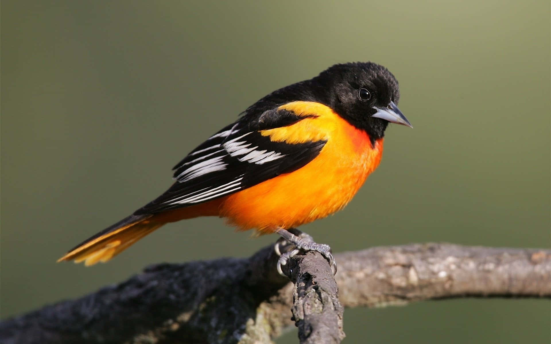A picture of an Orioles Bird perched on a tree in its natural habitat.