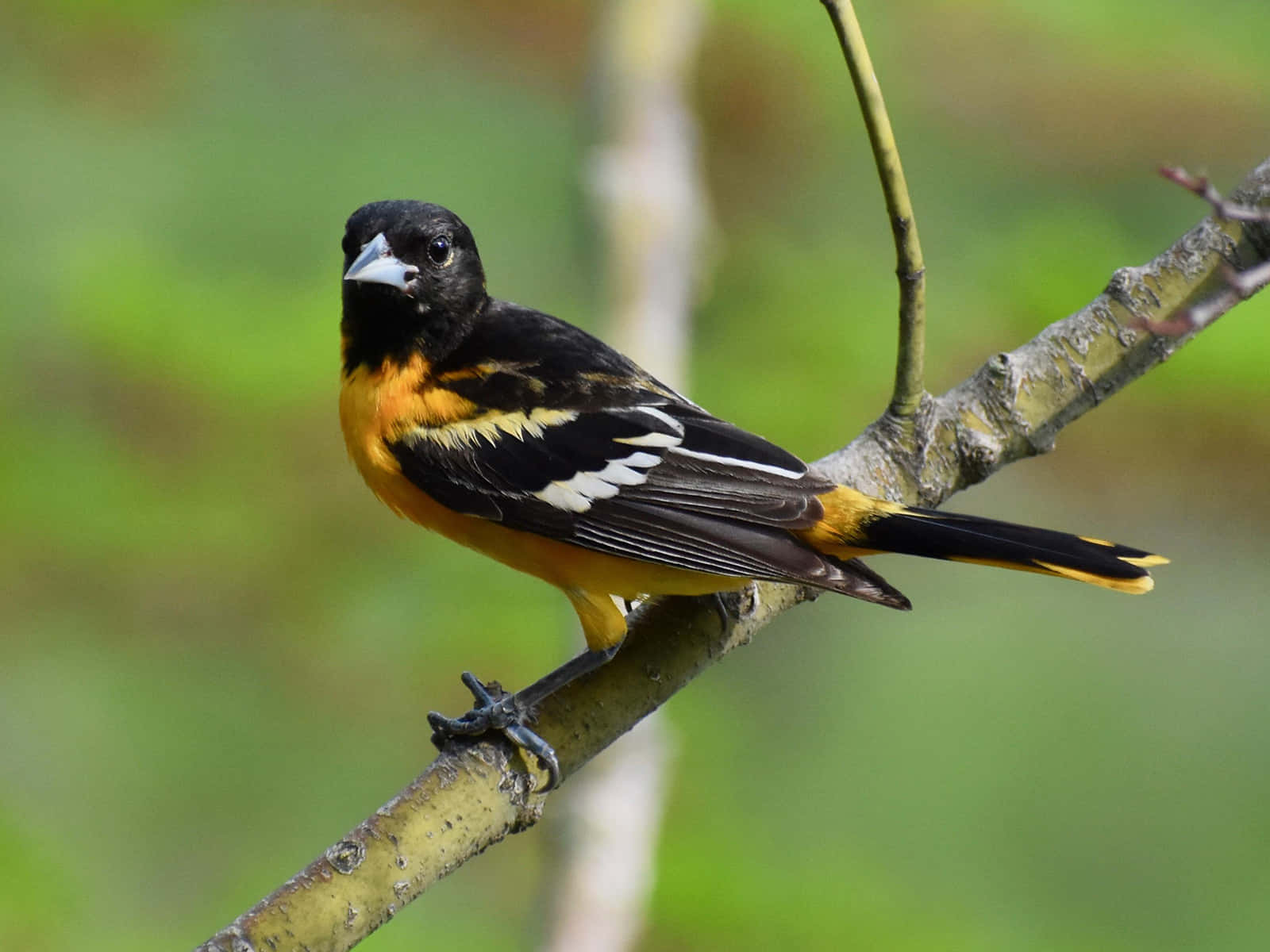 A Black And Orange Bird Is Sitting On A Branch