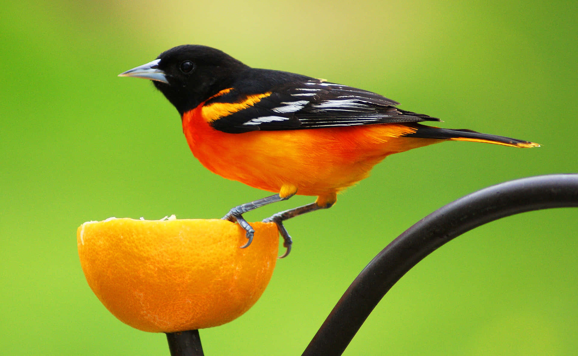 Download Majestic Orange and Black Orioles Bird